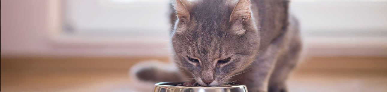 Billig kattemat som også er bra for katten din