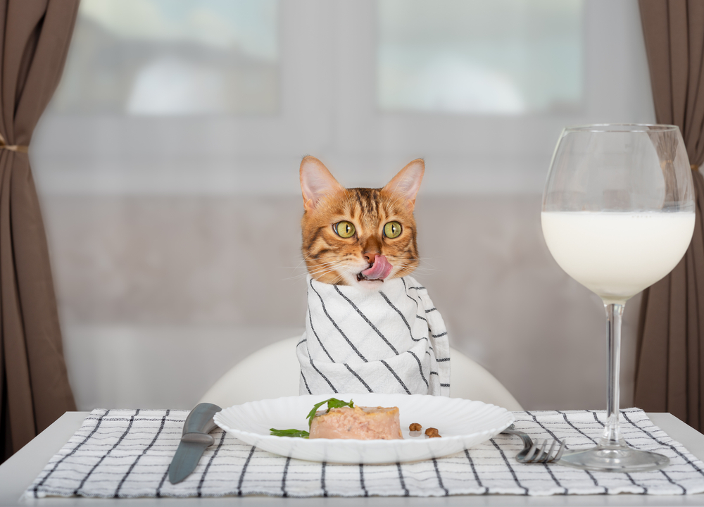 Hva kan katter spise? Finn ut hva du kan gi katten din