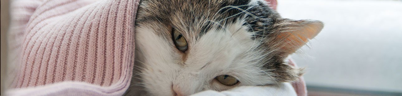 Katt kaster opp? Gi pro- og prebiotika