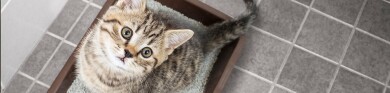 Beste kattesand – Finn ut hvilken kattesand som er best for deg og pus