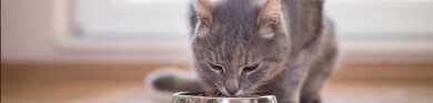 Billig kattemat som også er bra for katten din
