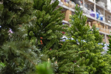 Hvilket juletre er best?