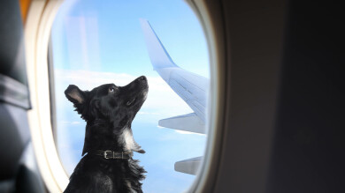 5 ting å huske på når du skal ha med hund på fly