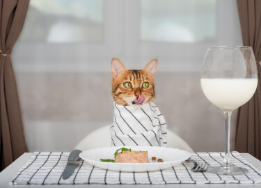 Hva kan katter spise? Finn ut hva du kan gi katten din