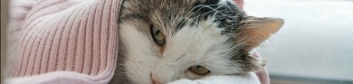 Katt kaster opp? Gi pro- og prebiotika