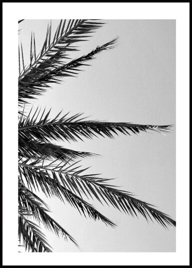 Palm Leaves Plakat Plakat / 40x50cm
