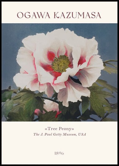 Tree Peony Ogawa Kazumasa Foral Plakat Plakat / 40x50cm