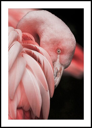 Flamingo Hide In Their Feathers Plakat Plakat / 21x30cm Flamingo Hide In Their Feathers Plakat Plakat / 21x30cm