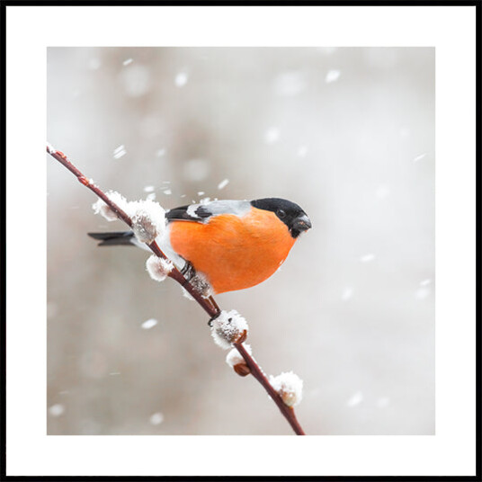 Bullfinch in a snowstorm. Plakat Plakat / 40x40cm Bullfinch in a snowstorm. Plakat Plakat / 40x40cm