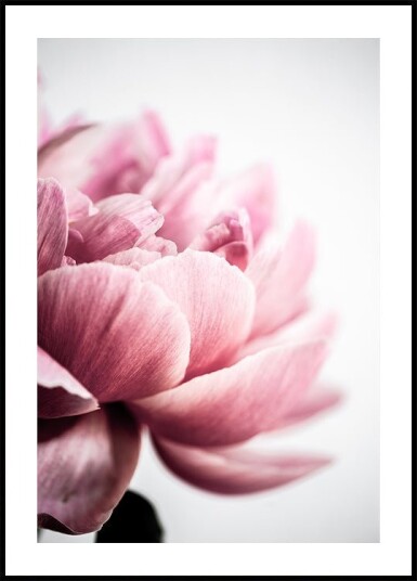 Peony 1 Plakat / 21x30cm Peony 1 Plakat / 21x30cm