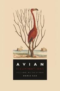 Avian Illuminations Av Boria Sax