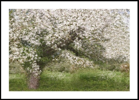 Apple Tree Plakat Plakat / 40x50cm