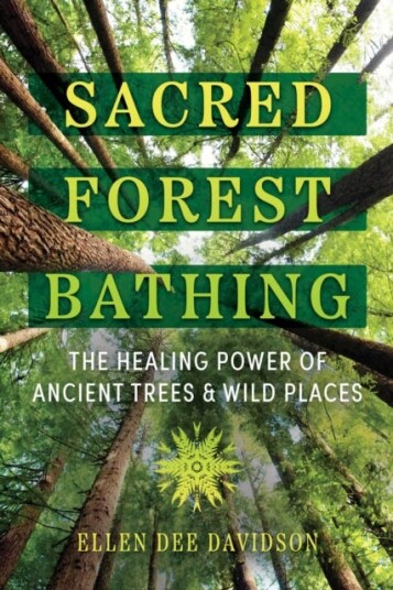 Sacred Forest Bathing  The Healing Power of Ancient Trees and Wild Places