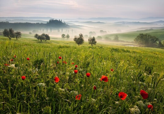 Tuscan spring Poster Plakat / 40x50cm Tuscan spring Poster Plakat / 40x50cm
