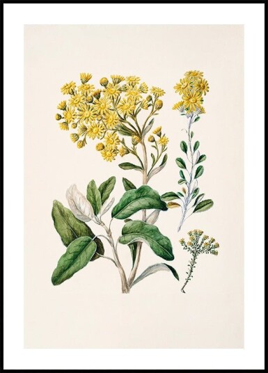 Daisy   Brachyglottis Drawn By Sarah Featon 1848–1927 Plakat Plakat / 30x40cm