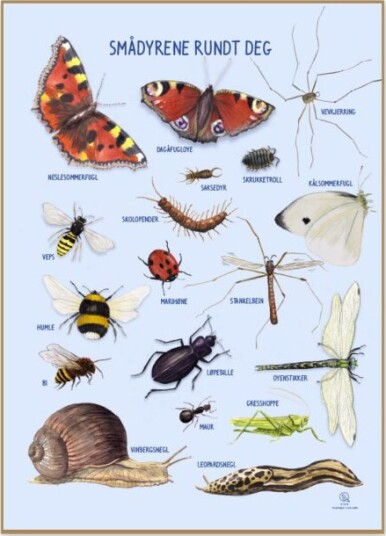 Ciha | Plakat 50 x 70 cm - Smådyrene rundt deg Norsk