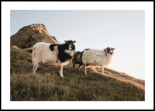 Sheep of Iceland Plakat Plakat / 100x150cm Sheep of Iceland Plakat Plakat / 100x150cm