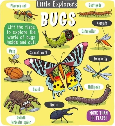 Little Explorers: Bugs Av Little Bee Books
