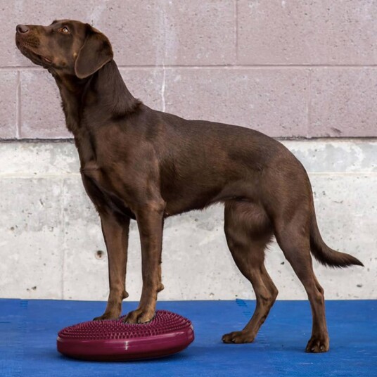 Fitpaws Balanseplate For Kjæledyr 36 cm Razzleberry