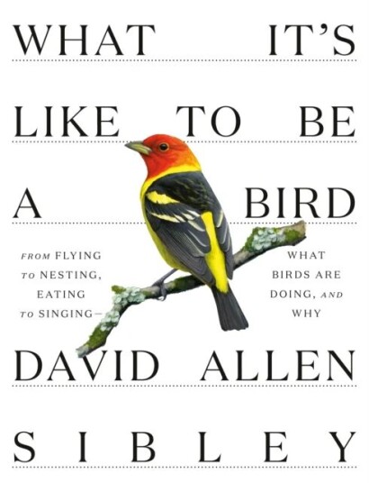 What It'S Like To Be A Bird Av David Allen Sibley