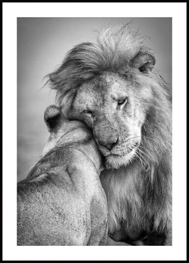 African Love! Plakat Plakat / 100x150cm