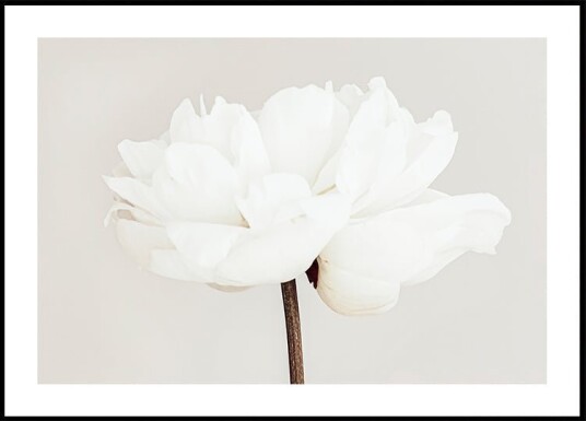 Pictufy Studio Iii Peony No.11 Plakat Plakat / 70x100cm Pictufy Studio Iii Peony No.11 Plakat Plakat / 70x100cm