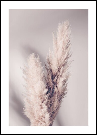 Pampas Grass Plakat / 40x50cm