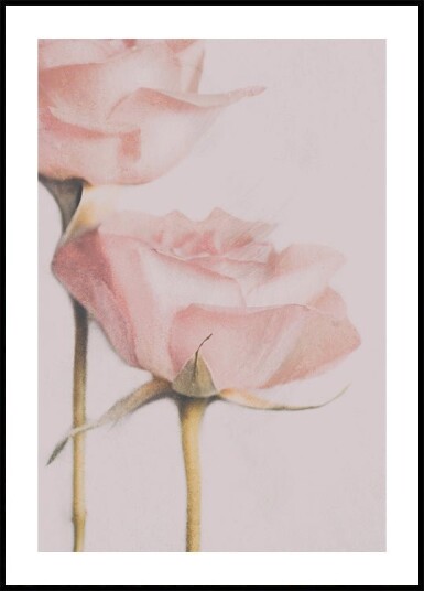 Two Roses Plakat Plakat / 50x70cm
