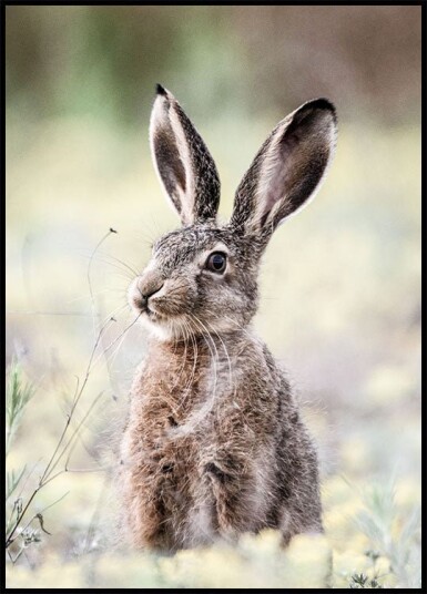 Hare Close Up Bunny Plakat Plakat / 30x40cm