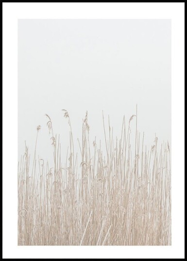 Grass In Fog Plakat Plakat / 70x100cm