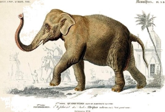 Skona Ting Kort St337 B6 + Konvolutt Elefant
