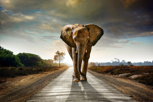 Tavla Elephant 80x120 cm