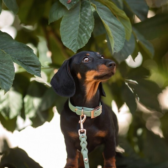 Tyylivoitto Classy Hundehalsbånd Lysgrønn (Xxs)