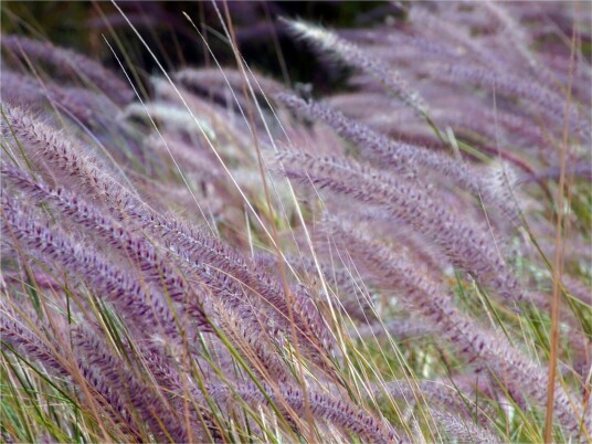Fototapet Grønt Jorde Og Lilla Blomster 300x231 - Artgeist sp. z o. o.