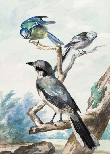 Plakat Fugler i naturen Plakat Fugler i naturen