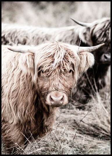 Highland Cattle Close-Up Plakat Plakat / 50x70cm