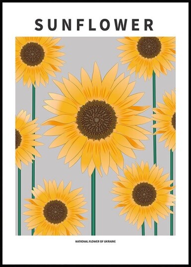 Sunflower National flower och Ukraine Plakat / 40x50cm