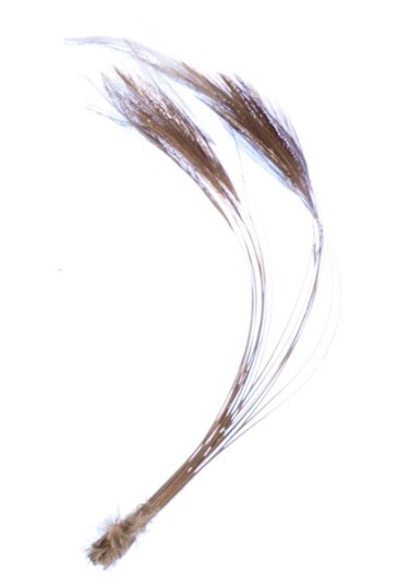 Veniard Stripped Hackle Quills Veniard Stripped Hackle Quills