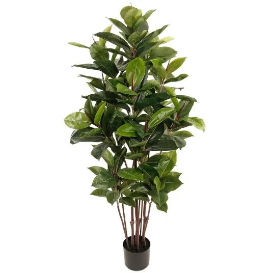 Mr Plant Fikus Robusta 90 cm Mr Plant Fikus Robusta 90 cm