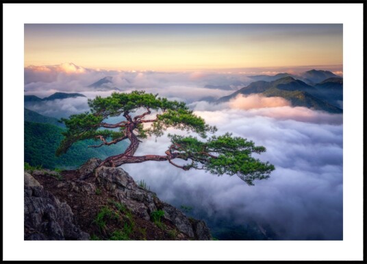 Ancient Tree Mountain Sunrise Plakat / 70x100