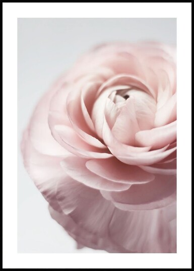 Pink Ranunculus Plakat Plakat / 21x30cm