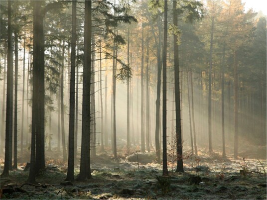 Fototapet Foggy November Morning 400x309 - Artgeist sp. z o. o.