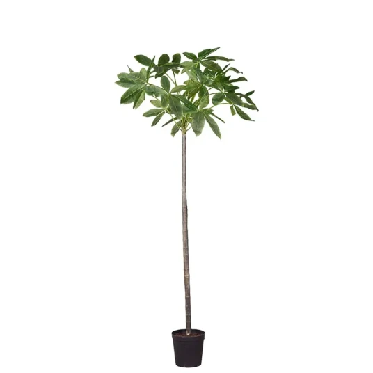 Mr Plant Pachira tre i potte 140 cm Mr Plant Pachira tre i potte 140 cm