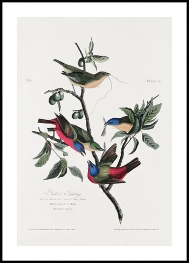 Painted Finch From Birds of America 1827 Plakat / 100x150