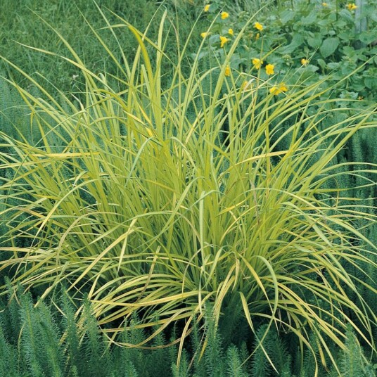 Sumpplante "Carex riparia" Sumpplante "Carex riparia"