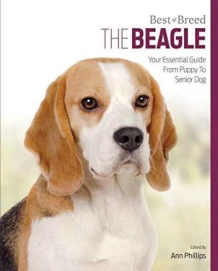 Beagle Av Ann Phillips
