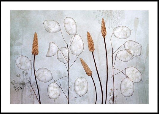 Lunaria  Poster Plakat / 70x100cm