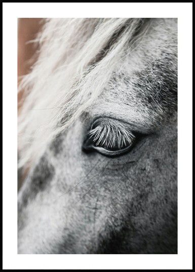 Eye of The White Horse Plakat Plakat / 21x30cm