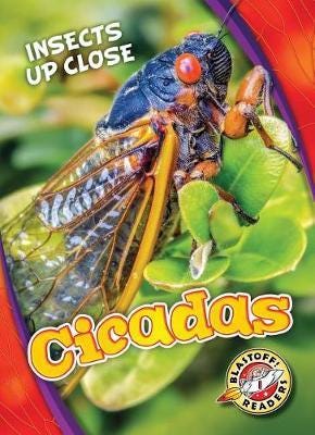 Cicadas Cicadas