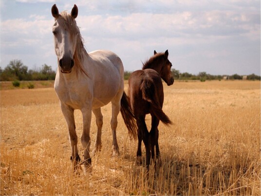 Fototapet Horse And Foal 200x154 - Artgeist sp. z o. o.